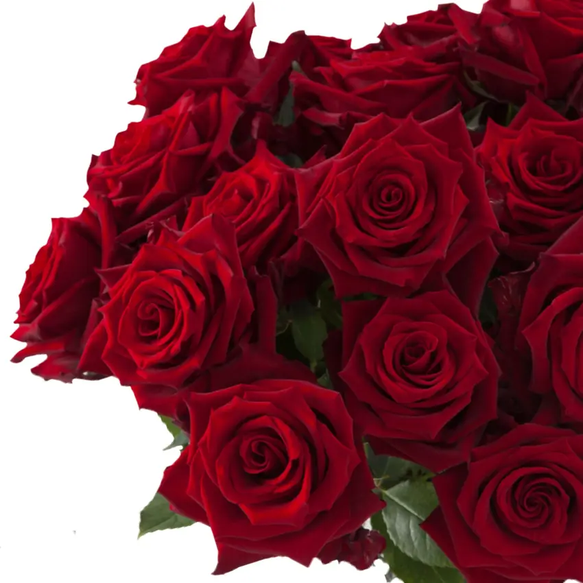 Explorer – král vysokých růží s květem XXL