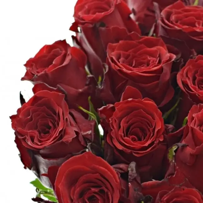 Červená růže Red Torch