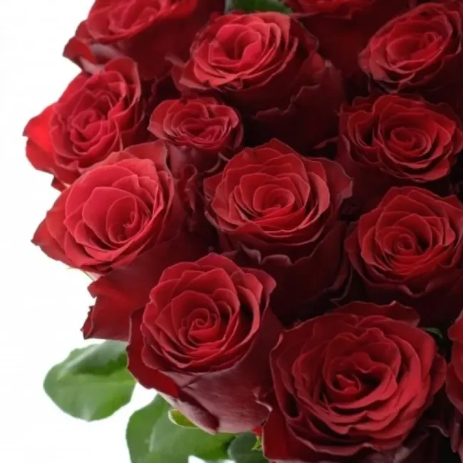 Rudá růže Rhodos – rekordman ve výdrži