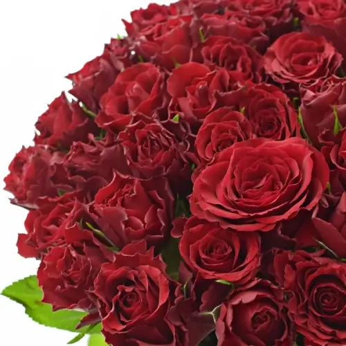 Upper Class – růže, která nejvíce nakvete