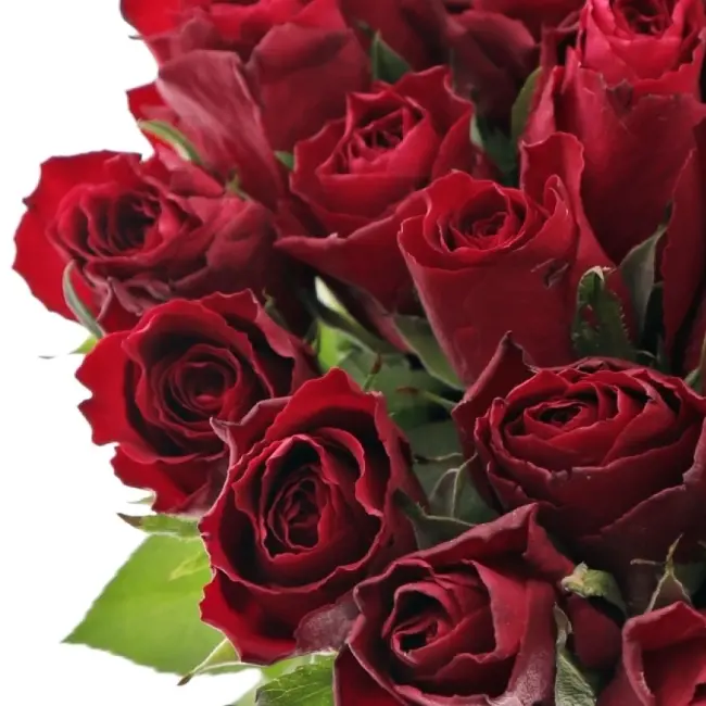 Madam Red – vlnité okraje květu