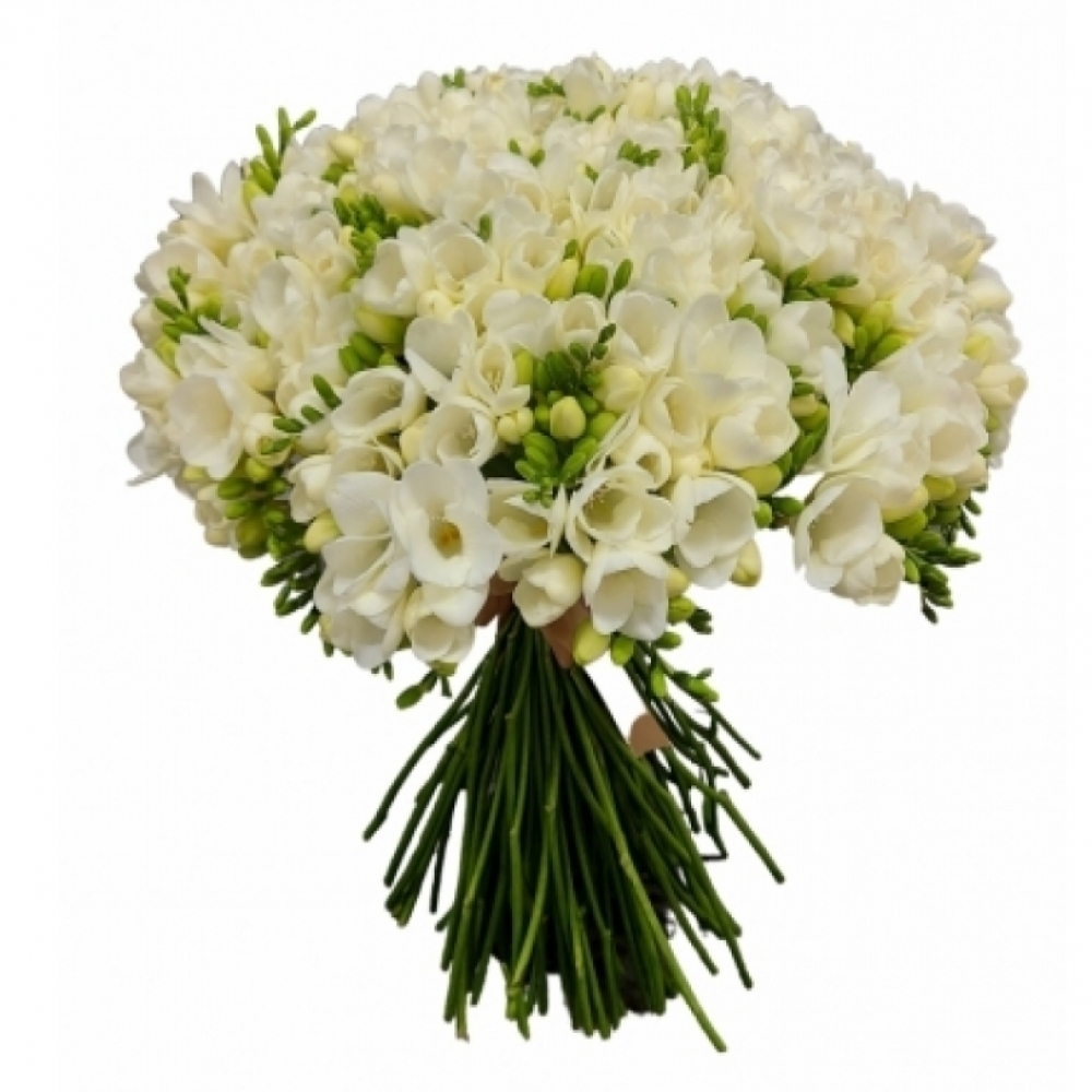 Bílá frézie Versailles