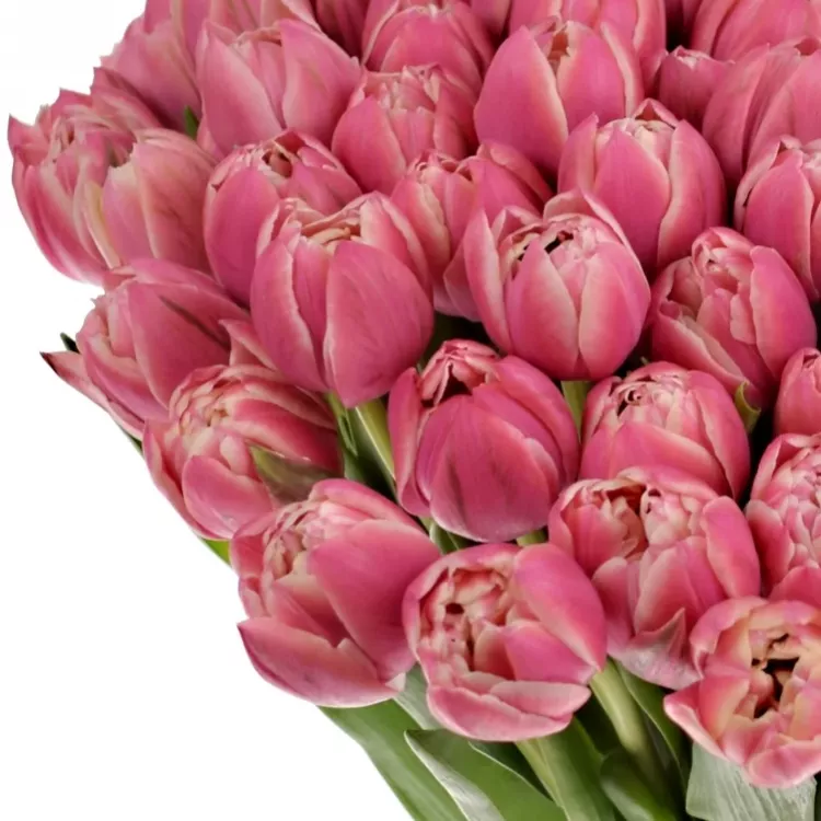 Květomluva - tulipán