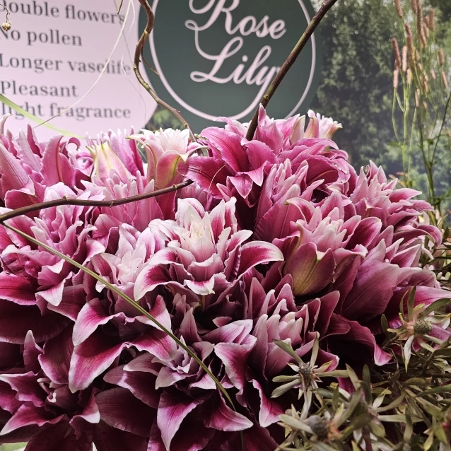 Roselily Natasha – plnokvětá orientální lilie bez pylu