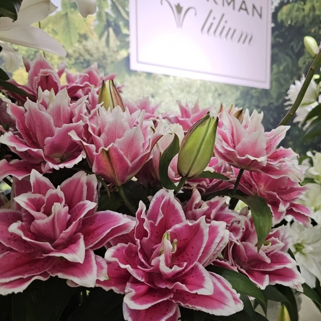 Roselily mají plné květy bez pylu