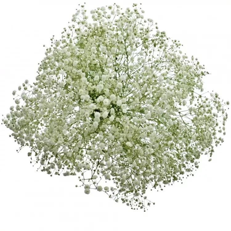 Kvetina Nevestin Zavoj (Nevěstin závoj, nevěstina závoje, Gypsophila paniculata, čistoty nevinnosti) Kvetina Nevestin Zavoj