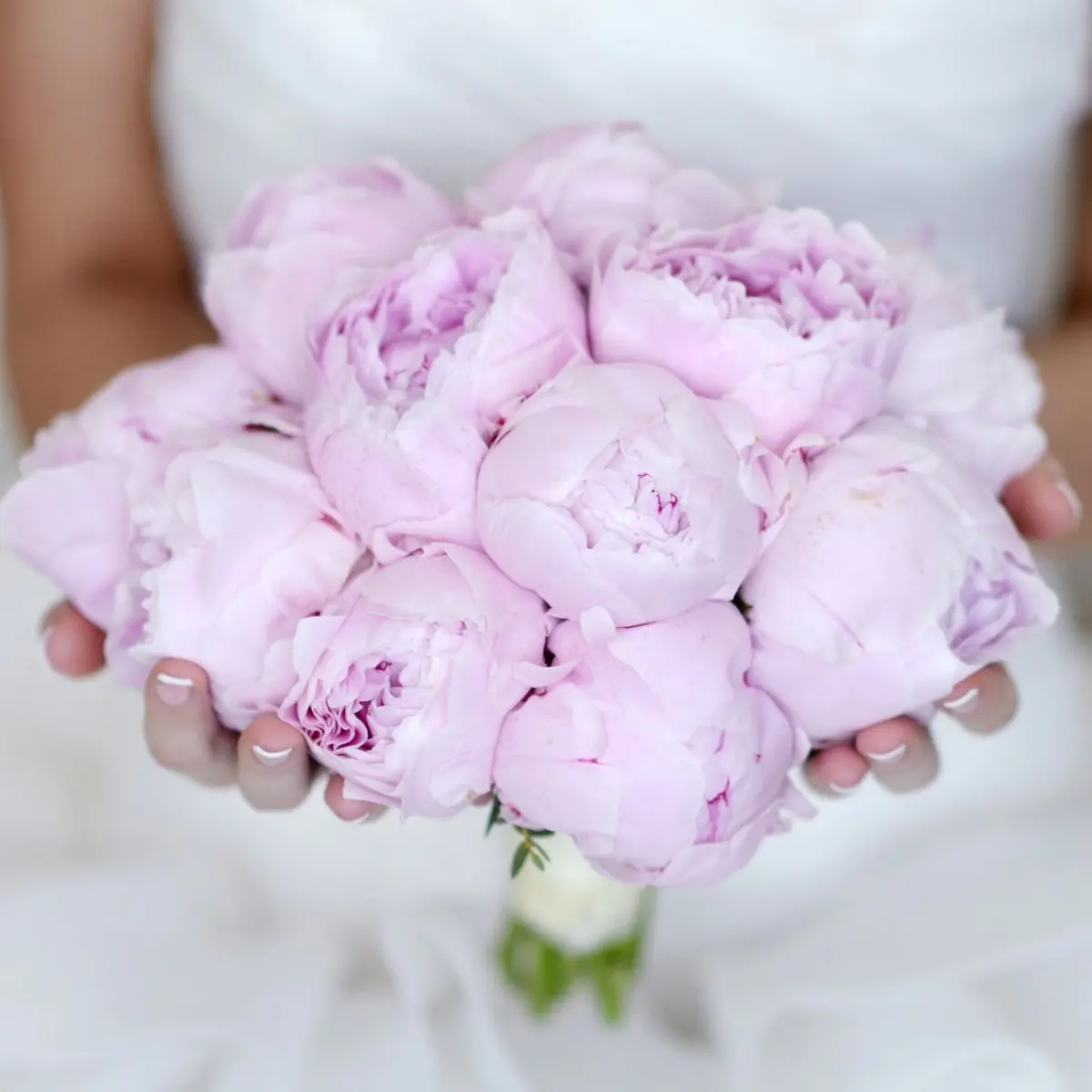 Svatební kytice z řezaných pivoněk Paeonia