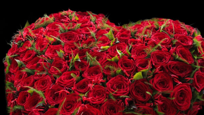 exklusivní růže Red Naomi - Limited