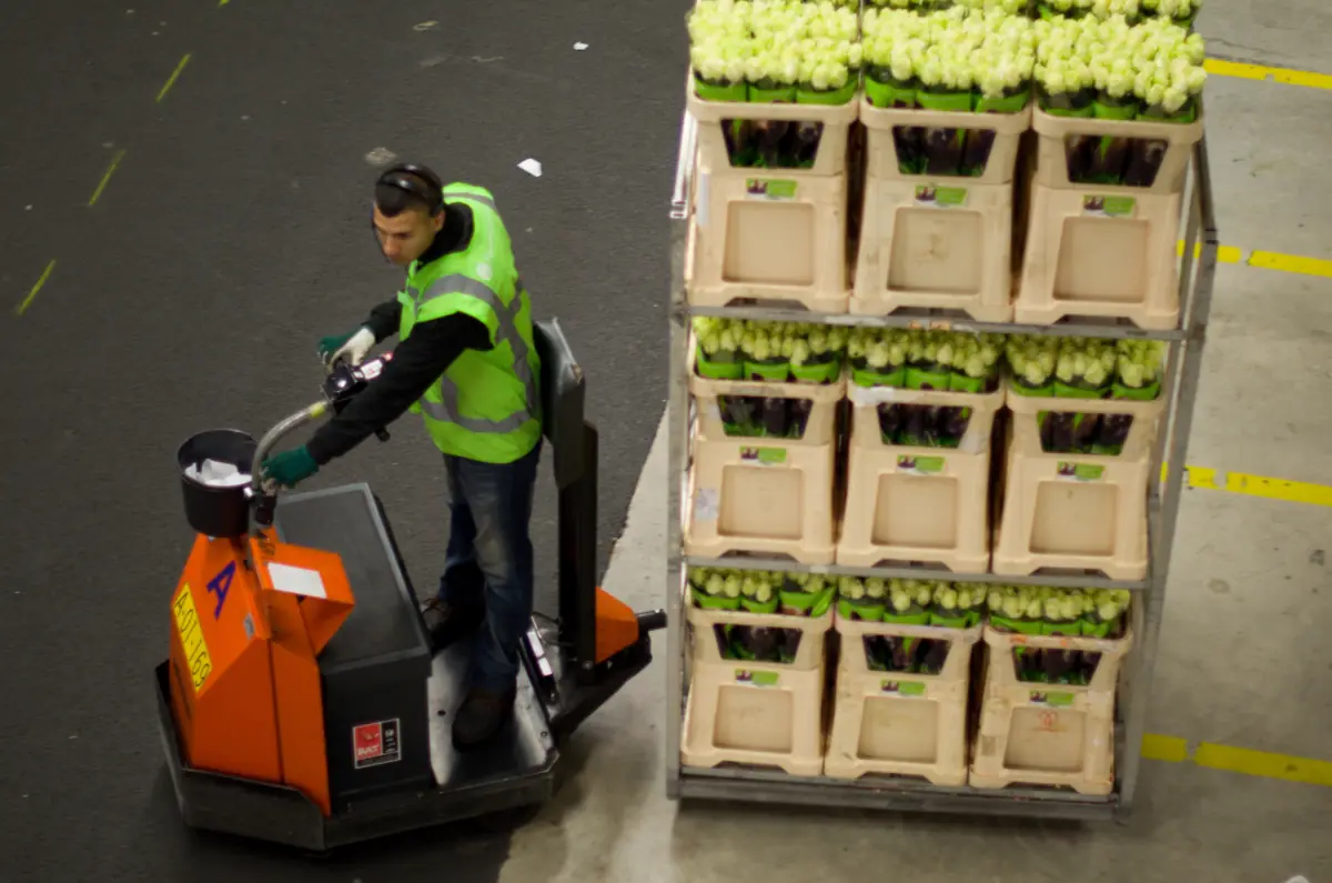 Bílé růže v aukčních kbelících s vodou na vozíku v hale burzy Royal FloraHolland v Aalsmeeru