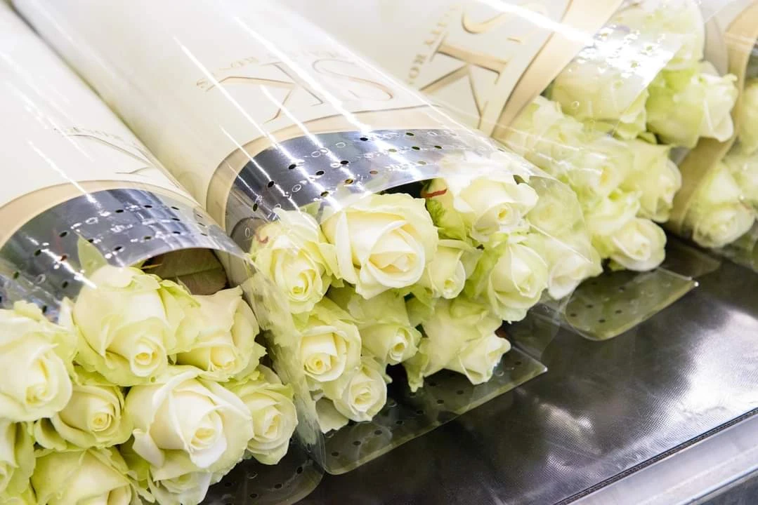 Růže na e-shopu Florea