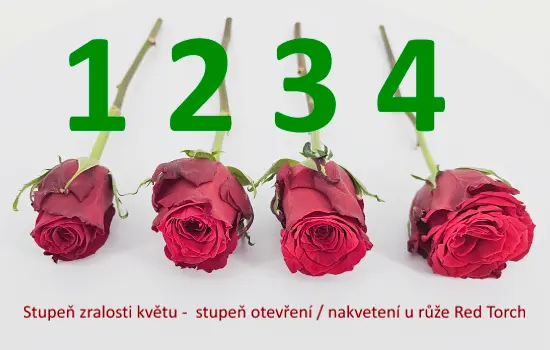 Stupeň nakvetení u řezané růže