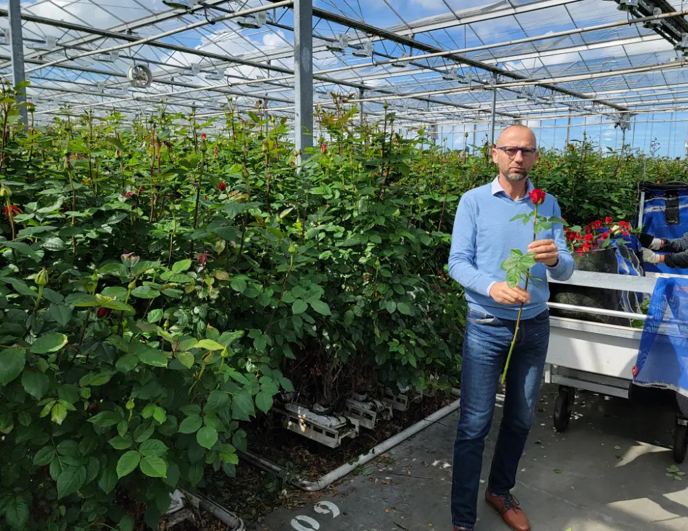 Jiří Hemerle ve skleníku u pěstitele růží v Holandsku