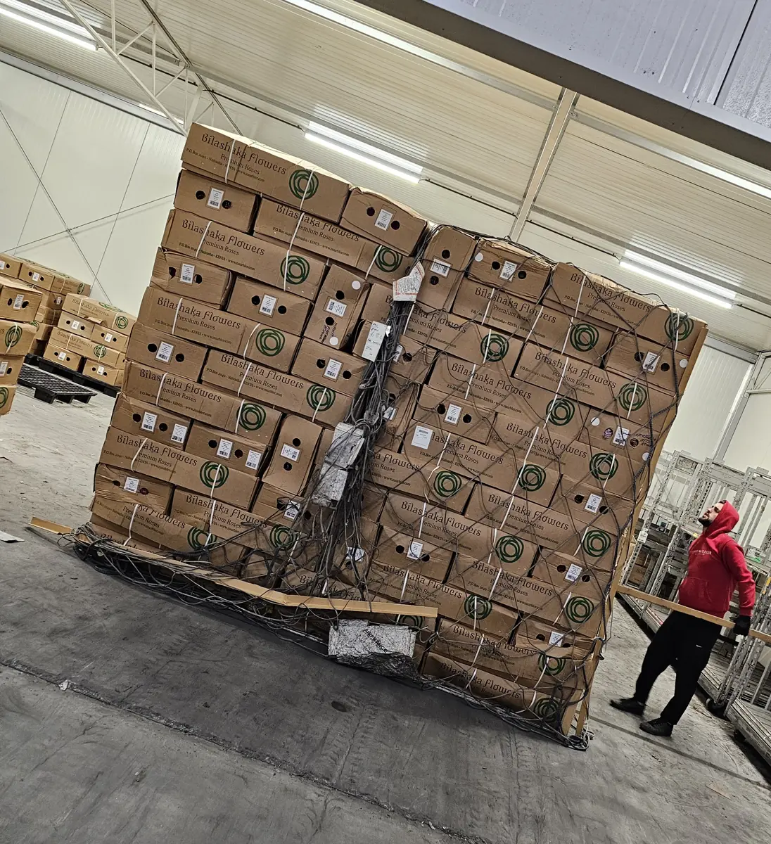 Paleta krabic s růžemi Bilashaka Flowers z keňské Naivashy, ještě pod leteckou sítí po příletu do Holandska