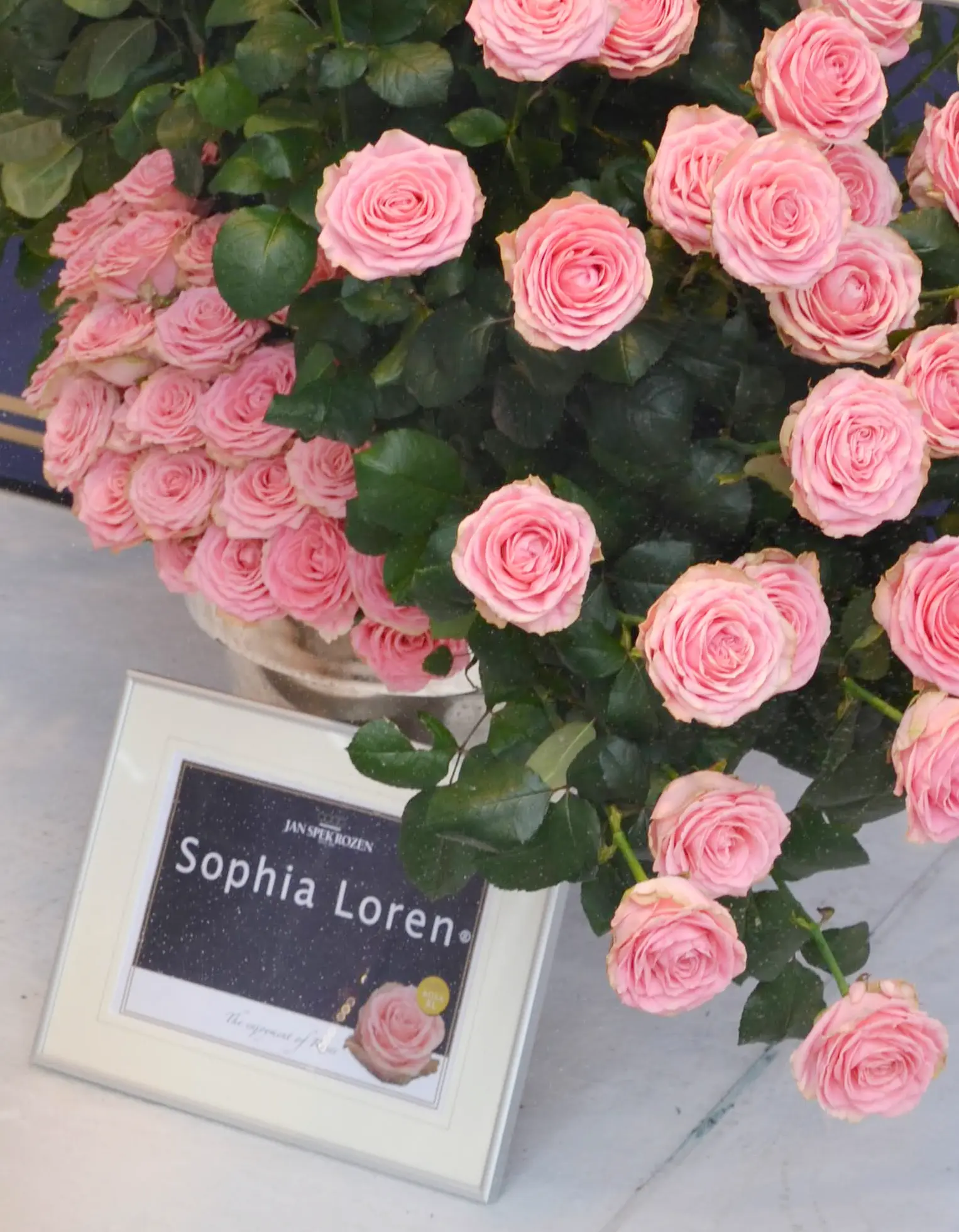 Růži Sophia Loren vyšlechtila společnost Jan Spek Rozen (2017)