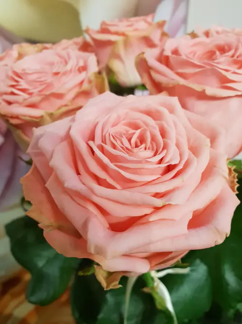 Superprémiová plnokvětá růžová růže Sophia Loren