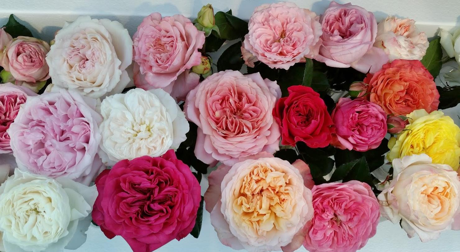 David Austin Roses aneb honosné růže do svatební kytice