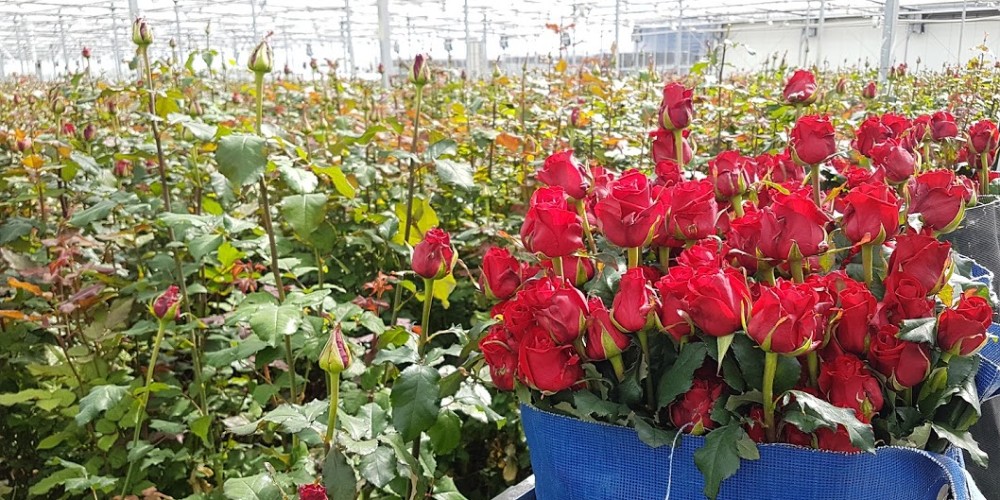 Pěstování růží na svatého Valentýna ve skleníku