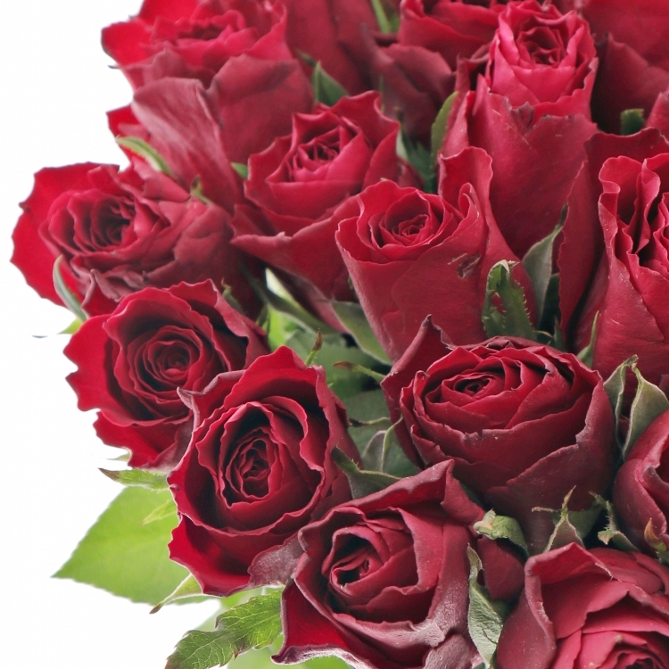 Rudá růže Madam Red na Valentýna