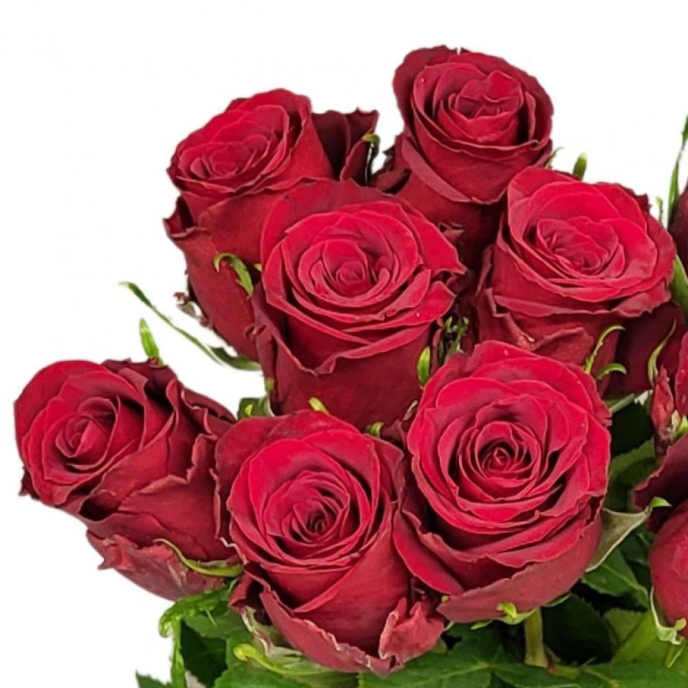 Rudá růže Red Bentley na Valentýna