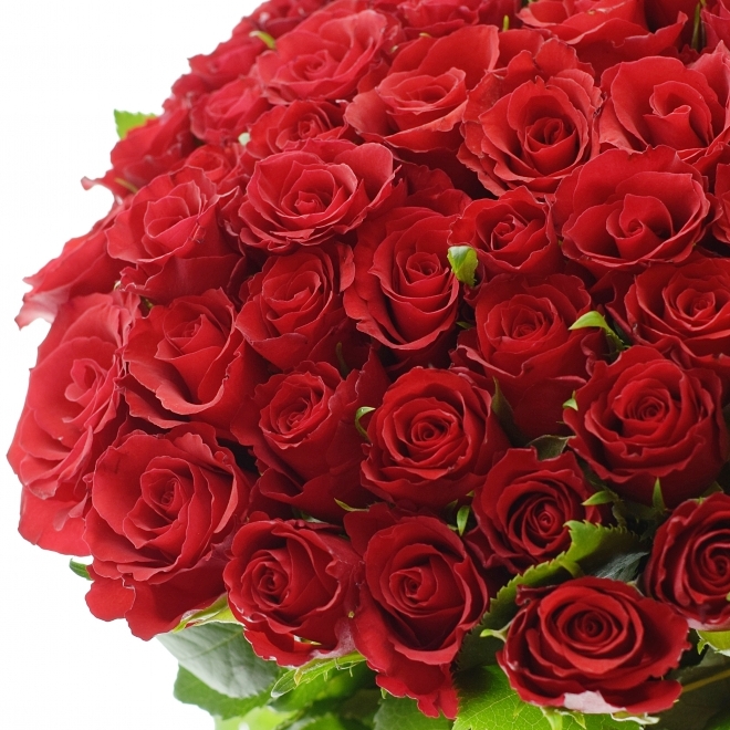 Červená růže Red Calypso na Valentýna