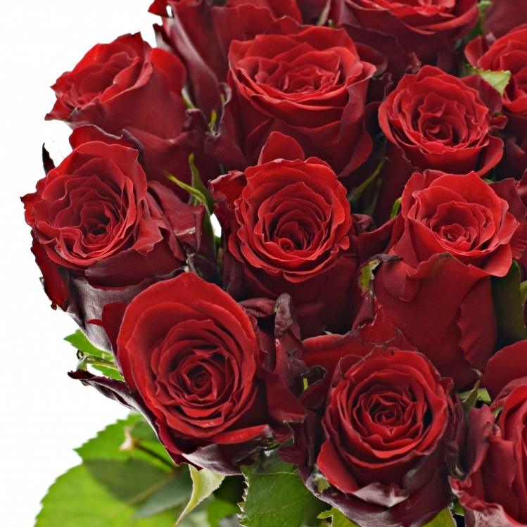 Rudá růže Red Torch na Valentýna