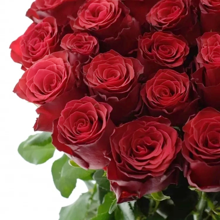Rudá růže Rhodos na Valentýna