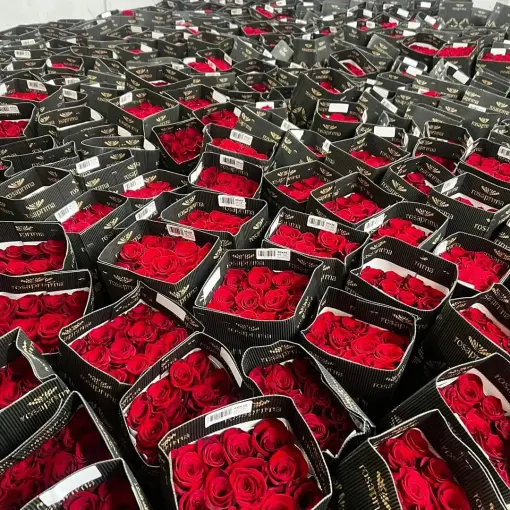 Červené růže v chladícím boxu před sv. Valentýnem