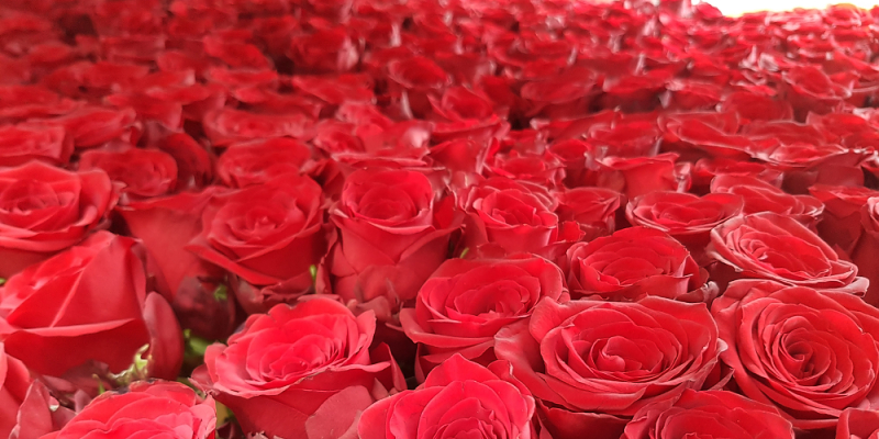 Rudé růže na svátek svatého Valentýna