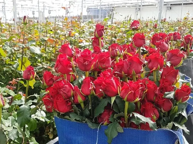 Kvalitní růže na Valentýna – kolik růží vybrat a proč