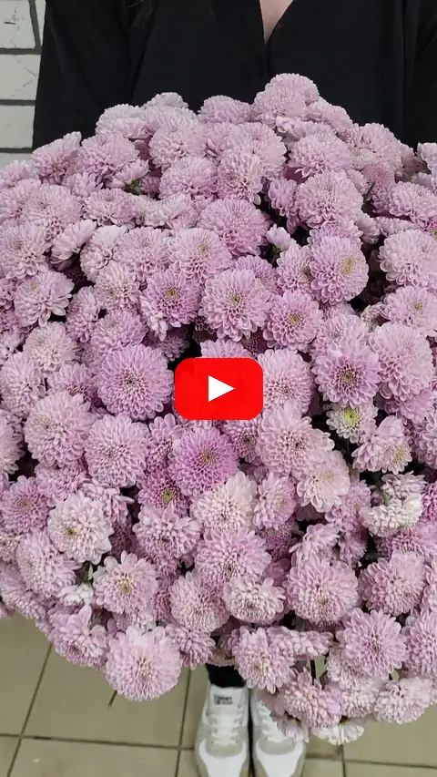 Video: Chryzantéma Zembla Yellow