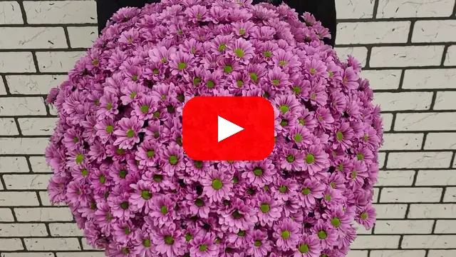 Video: 100 kytice Chryzantéma SAN AAA KRISSI