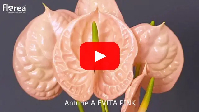 Video: Anturie A EVITA PINK