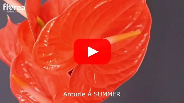 Video: Anturie A SUMMER