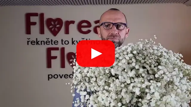 Video: Bílá Gypsophila, nebo také nevěstin závoj