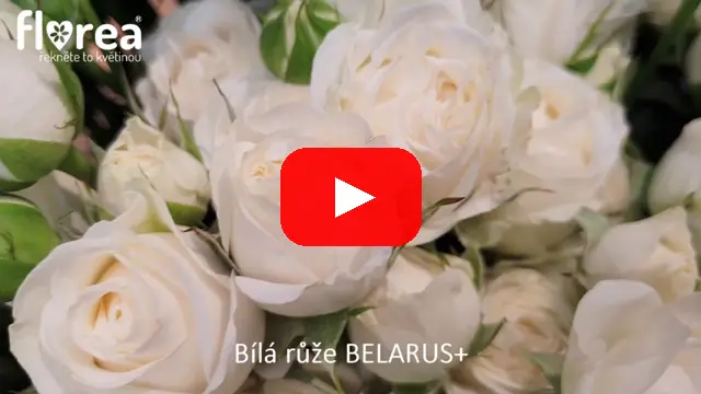 Video: Bílá trsová růže Balarus