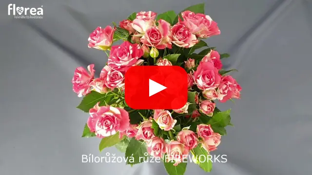Video: Bílorůžová růže FIREWORKS