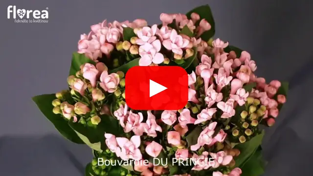 Video: Bouvardie DU PRINCIE