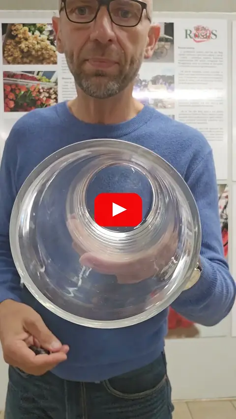 Video: Trsová růže Royal Porcelina