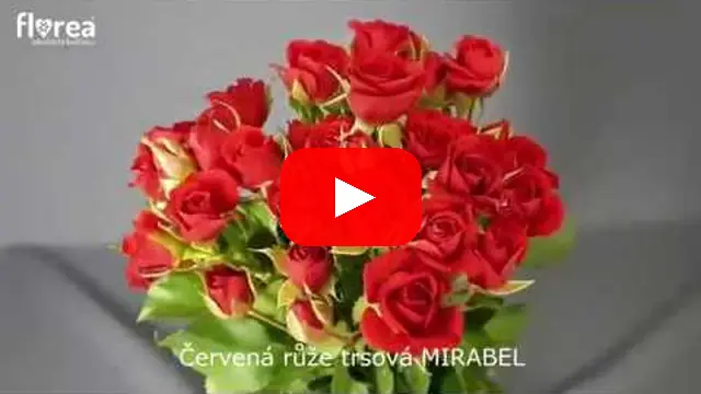 Video: Červená růže trsová MIRABEL