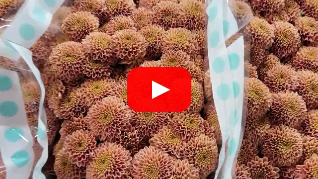 Video: Chryzantéma Santini ELLISON SALMON