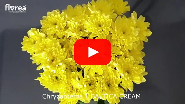 Video: Chryzantéma T BALTICA CREAM
