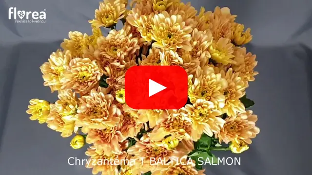 Video: Chryzantéma T BALTICA SALMON
