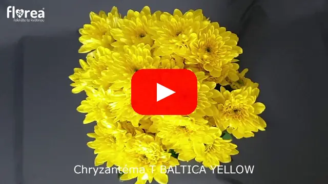 Video: Chryzantéma T BALTICA YELLOW