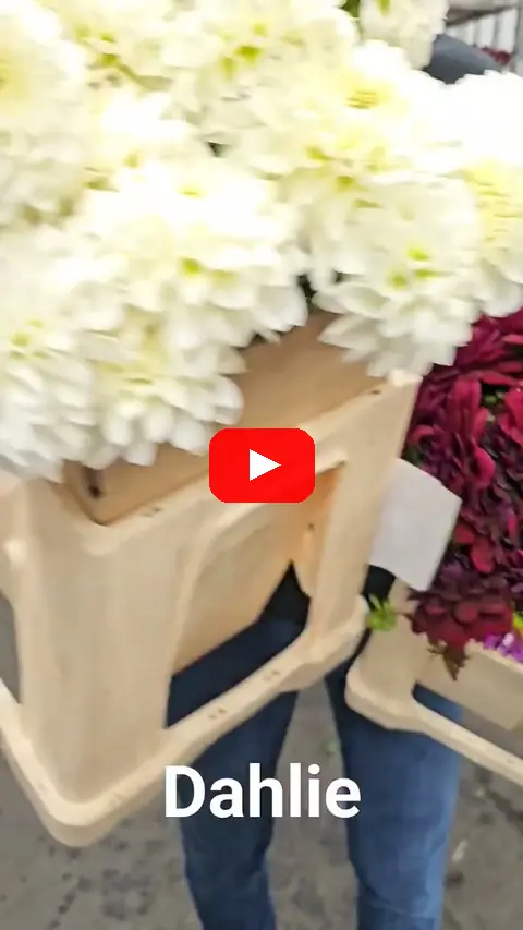 Video: Dahlia