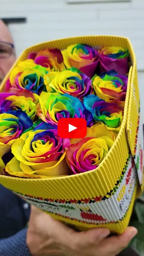 Video: Duhové růže Rainbow z Ekvádoru