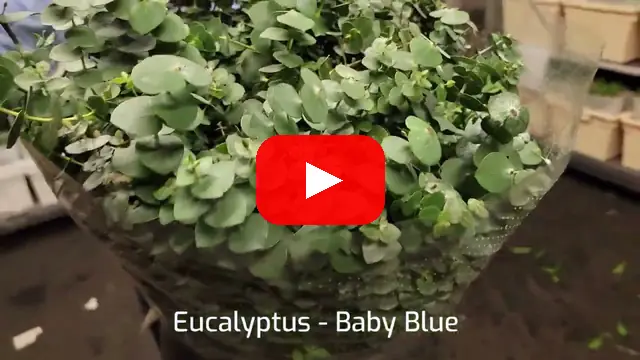 Video: Eucalyptus Baby Blue