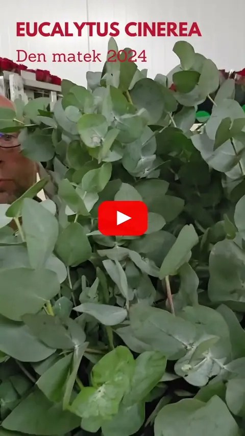 Video: Eucalyptus Cinerea