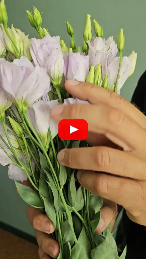 Video: Eustoma Excalibur Blue Picotee