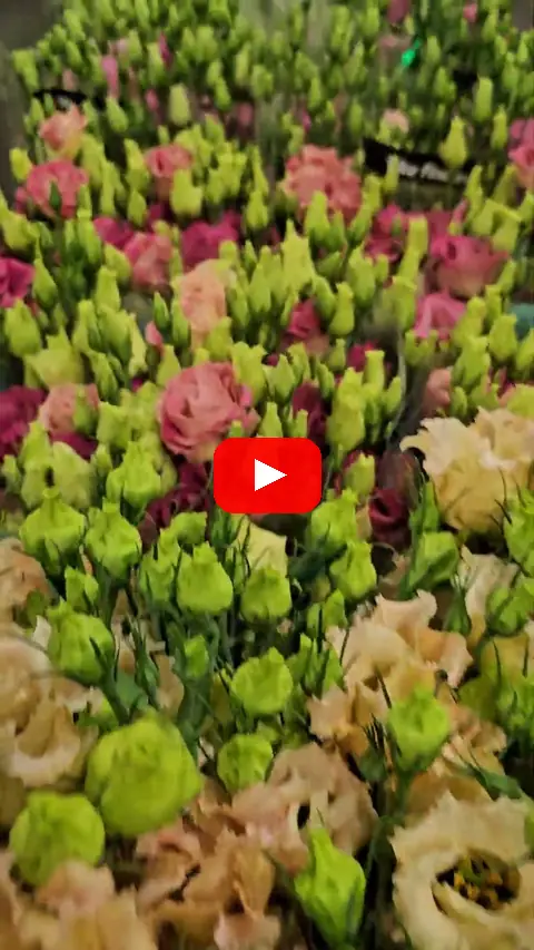 Video: Eustoma - lisianthus