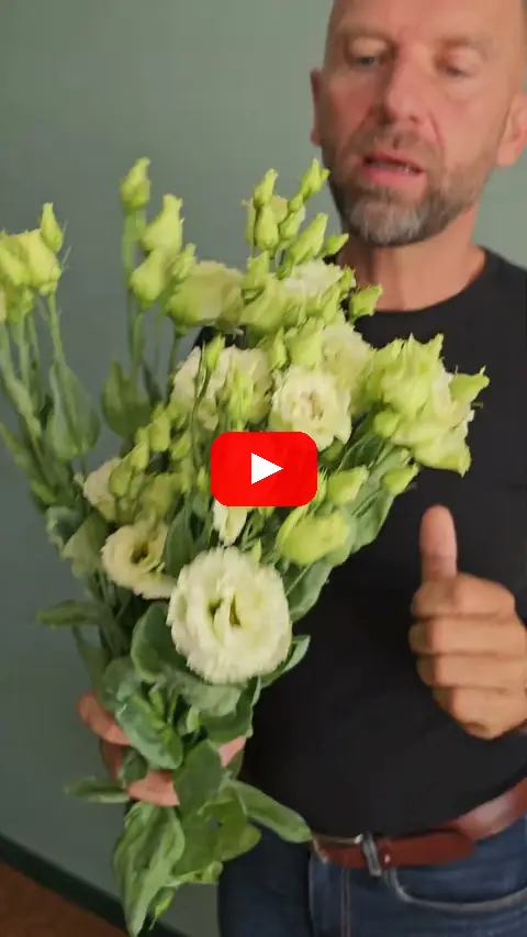 Video: EUSTOMA RUSSELIANUM G ALISSA GREEN